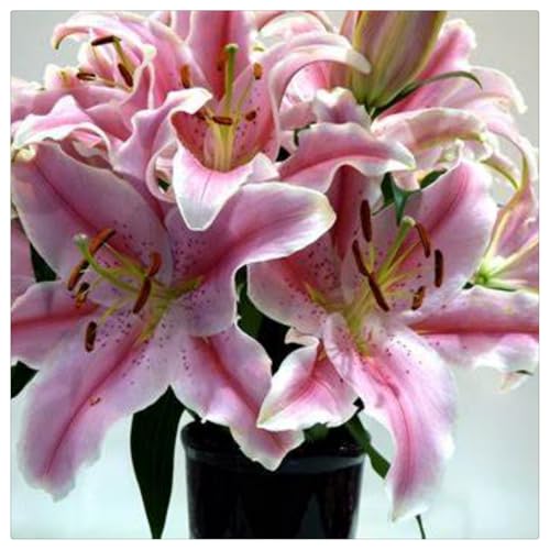 Lilien-Rhizome/Schnellwachsend/Natürliches Wachstum/Kälte- und dürreresistent -4 Rhizome-F von KEDROKJB