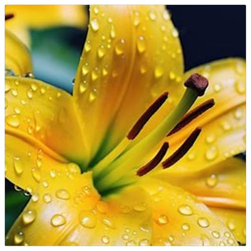 Lilien-Rhizome/Schnellwachsend/Natürliches Wachstum/Kälte- und dürreresistent -6 Rhizome-G Lilien-Rhizome/Schnellwachsend/Natürliches Wachstum/Kälte- und dürreresistent -6 Rhizome-G von KEDROKJB