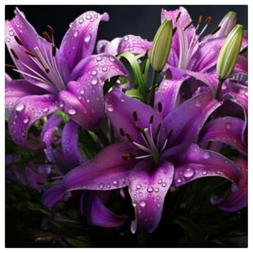 Lilien-Rhizome/Schnellwachsend/Natürliches Wachstum/Kälte- und dürreresistent -8 Rhizome-A Lilien-Rhizome/Schnellwachsend/Natürliches Wachstum/Kälte- und dürreresistent -8 Rhizome-A von KEDROKJB