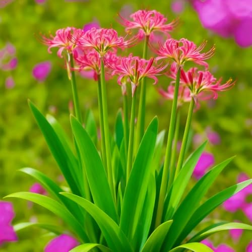 Lycoris Rhizome/Schnellwachsend/Spinnenlilie/Natürliches Wachstum/Kälte- und dürreresistent -10 Rhizome-B Lycoris Rhizome/Schnellwachsend/Spinnenlilie/Natürliches Wachstum/Kälte- und dürreresistent -10 Rhizome-B von KEDROKJB