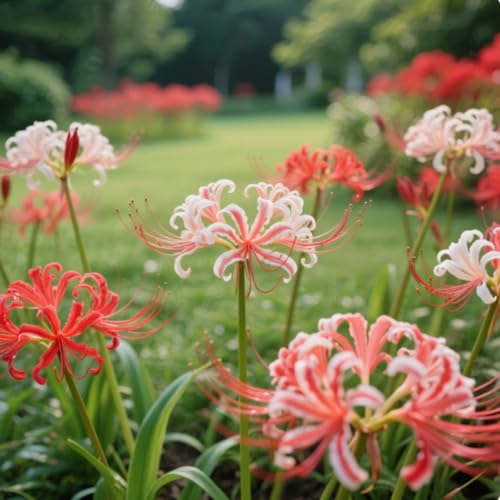 Lycoris Rhizome/Schnellwachsend/Spinnenlilie/Natürliches Wachstum/Kälte- und dürreresistent -4 Rhizome-C Lycoris Rhizome/Schnellwachsend/Spinnenlilie/Natürliches Wachstum/Kälte- und dürreresistent -4 Rhizome-C von KEDROKJB