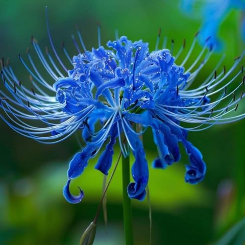 Lycoris Rhizome/Spinnenlilie/Natürliches Wachstum/Kälte- und dürreresistent/Schnellwachsend-2 Rhizome-E von KEDROKJB