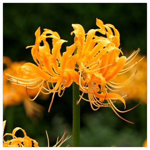 Lycoris Rhizome/Spinnenlilie/Natürliches Wachstum/Kälte- und dürreresistent/Schnellwachsend-6 Rhizome-D Lycoris Rhizome/Spinnenlilie/Natürliches Wachstum/Kälte- und dürreresistent/Schnellwachsend-6 Rhizome-D von KEDROKJB