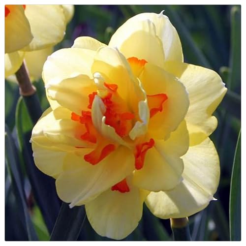 Narzissen-Rhizome/Natürliches Wachstum/Kälte- und dürreresistent/Schnellwachsend-10 Rhizome-G Narzissen-Rhizome/Natürliches Wachstum/Kälte- und dürreresistent/Schnellwachsend-10 Rhizome-G von KEDROKJB