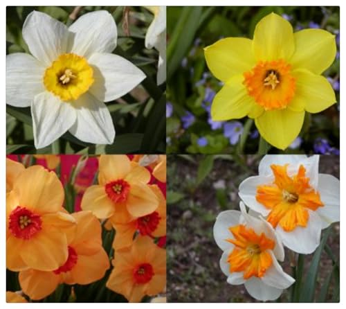 Narzissen-Rhizome/Natürliches Wachstum/Kälte- und dürreresistent/Schnellwachsend-8 Rhizome-A von KEDROKJB