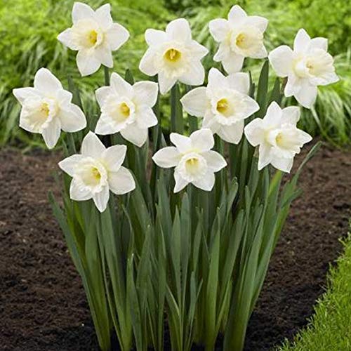 Narzissen-Rhizome/Schnellwachsend/Kälte- und dürreresistent/Natürliches Wachstum-10 Rhizome-C Narzissen-Rhizome/Schnellwachsend/Kälte- und dürreresistent/Natürliches Wachstum-10 Rhizome-C von KEDROKJB