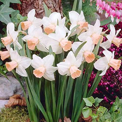 Narzissen-Rhizome/Schnellwachsend/Kälte- und dürreresistent/Natürliches Wachstum-10 Rhizome-D Narzissen-Rhizome/Schnellwachsend/Kälte- und dürreresistent/Natürliches Wachstum-10 Rhizome-D von KEDROKJB