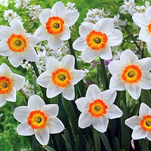 Narzissen-Rhizome/Schnellwachsend/Kälte- und dürreresistent/Natürliches Wachstum-4 Rhizome-F Narzissen-Rhizome/Schnellwachsend/Kälte- und dürreresistent/Natürliches Wachstum-4 Rhizome-F von KEDROKJB