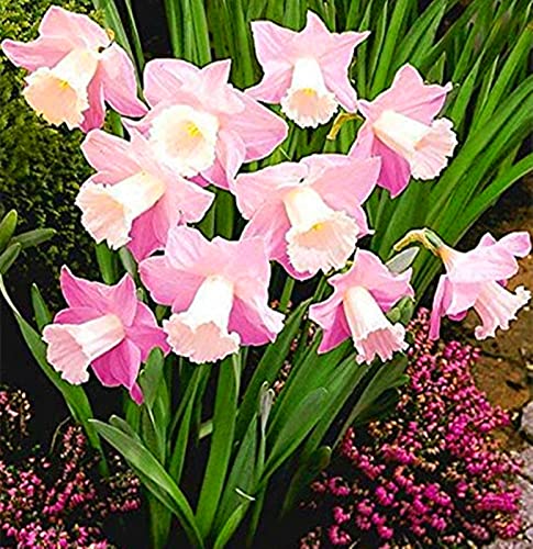 Narzissen-Rhizome/Schnellwachsend/Kälte- und dürreresistent/Natürliches Wachstum-8 Rhizome-A Narzissen-Rhizome/Schnellwachsend/Kälte- und dürreresistent/Natürliches Wachstum-8 Rhizome-A von KEDROKJB