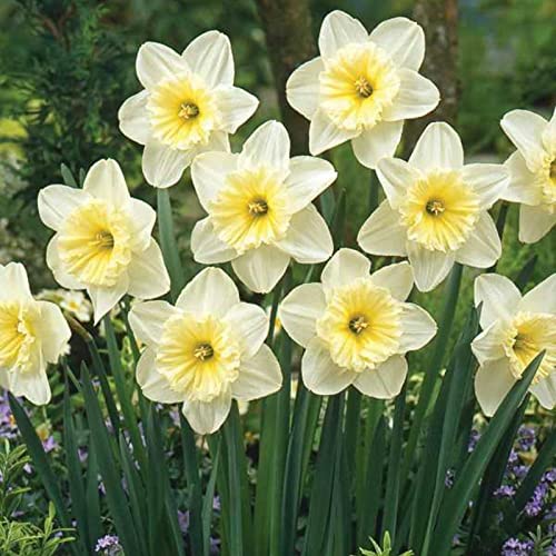 Narzissen-Rhizome/Schnellwachsend/Kälte- und dürreresistent/Natürliches Wachstum-8 Rhizome-H Narzissen-Rhizome/Schnellwachsend/Kälte- und dürreresistent/Natürliches Wachstum-8 Rhizome-H von KEDROKJB