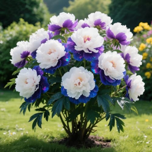 Pfingstrosen-Rhizome/kälte- und trockenheitsresistent/schnelles Wachstum/natürliches Wachstum-2 Wurzel-E von KEDROKJB