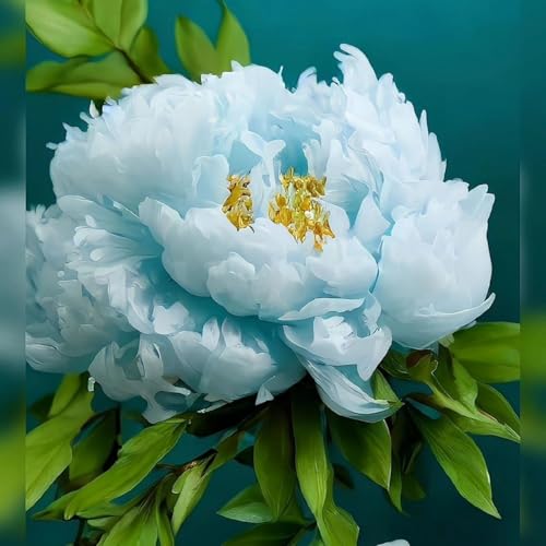 Pfingstrosen-Rhizome/natürliches Wachstum/kälte- und trockenheitsresistent/schnelles Wachstum-2 Wurzel-D Pfingstrosen-Rhizome/natürliches Wachstum/kälte- und trockenheitsresistent/schnelles Wachstum-2 Wurzel-D von KEDROKJB