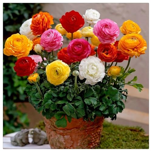 Ranunkeln-Rhizome/Kälte- und dürreresistent/Natürliches Wachstum/Schnellwachsend-25 Rhizome-A Ranunkeln-Rhizome/Kälte- und dürreresistent/Natürliches Wachstum/Schnellwachsend-25 Rhizome-A von KEDROKJB