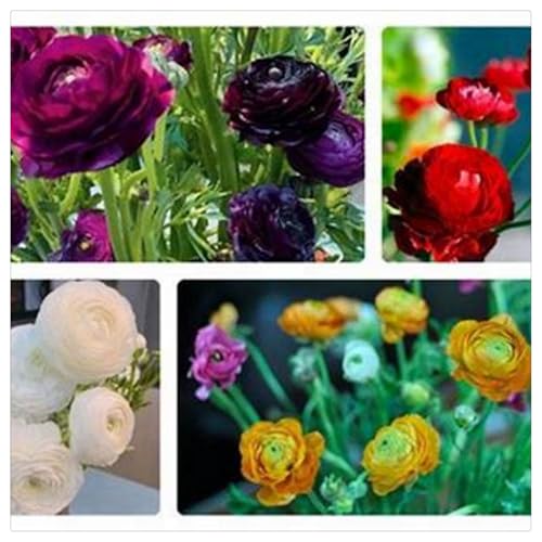 Ranunkeln-Rhizome/Natürliches Wachstum/Kälte- und dürreresistent/Schnellwachsend-15 Rhizome-A Ranunkeln-Rhizome/Natürliches Wachstum/Kälte- und dürreresistent/Schnellwachsend-15 Rhizome-A von KEDROKJB