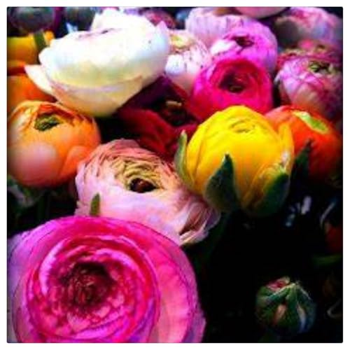 Ranunkeln-Rhizome/Natürliches Wachstum/Schnellwachsend/Kälte- und dürreresistent -10 Rhizome-A von KEDROKJB