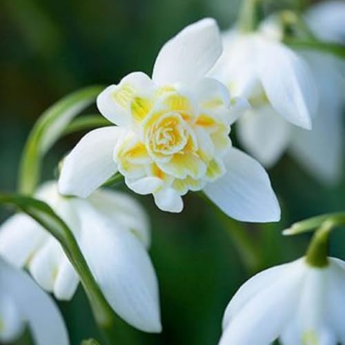 Schneeglöckchen-Rhizom/Kälte- und dürreresistent/Schnellwachsend/Natürliches Wachstum -3 Rhizome-D Schneeglöckchen-Rhizom/Kälte- und dürreresistent/Schnellwachsend/Natürliches Wachstum -3 Rhizome-D von KEDROKJB