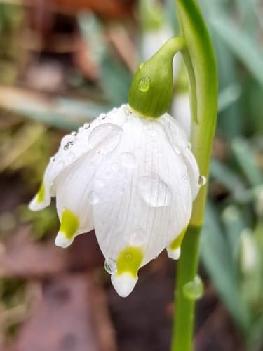 Schneeglöckchen-Rhizom/Natürliches Wachstum/Kälte- und dürreresistent/Schnellwachsend-3 Rhizome-B Schneeglöckchen-Rhizom/Natürliches Wachstum/Kälte- und dürreresistent/Schnellwachsend-3 Rhizome-B von KEDROKJB