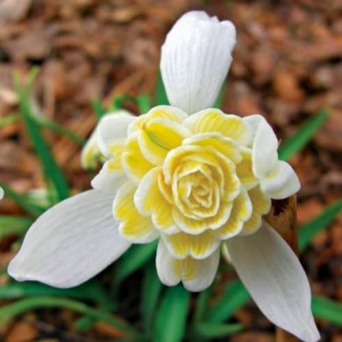 Schneeglöckchen-Rhizom/Natürliches Wachstum/Kälte- und dürreresistent/Schnellwachsend-3 Rhizome-C Schneeglöckchen-Rhizom/Natürliches Wachstum/Kälte- und dürreresistent/Schnellwachsend-3 Rhizome-C von KEDROKJB