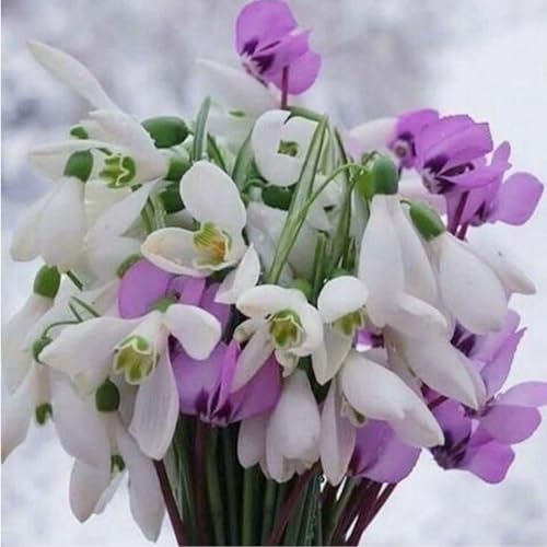 Schneeglöckchen-Rhizom/Natürliches Wachstum/Kälte- und dürreresistent/Schnellwachsend-4 Rhizome-A Schneeglöckchen-Rhizom/Natürliches Wachstum/Kälte- und dürreresistent/Schnellwachsend-4 Rhizome-A von KEDROKJB