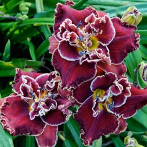 Taglilien-Rhizom/Kälte- und dürreresistent/Schnellwachsend/Natürliches Wachstum -15 Rhizom-G Taglilien-Rhizom/Kälte- und dürreresistent/Schnellwachsend/Natürliches Wachstum -15 Rhizom-G von KEDROKJB