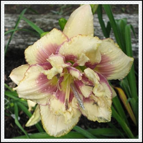 Taglilien-Rhizom/Natürliches Wachstum/Kälte- und dürreresistent/Schnellwachsend-10 Rhizom-B Taglilien-Rhizom/Natürliches Wachstum/Kälte- und dürreresistent/Schnellwachsend-10 Rhizom-B von KEDROKJB