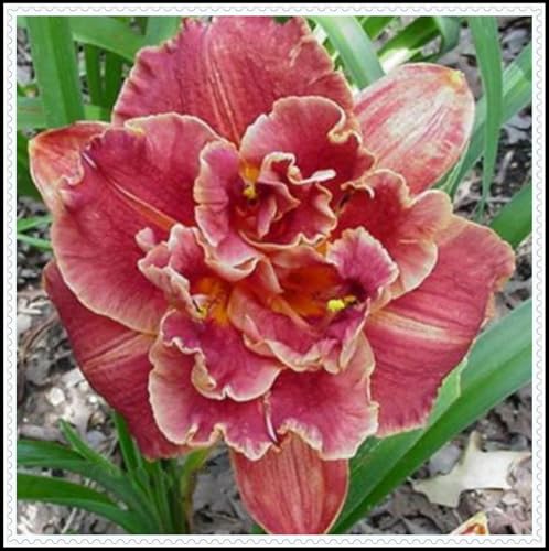 Taglilien-Rhizom/Natürliches Wachstum/Kälte- und dürreresistent/Schnellwachsend-3 Rhizom-D Taglilien-Rhizom/Natürliches Wachstum/Kälte- und dürreresistent/Schnellwachsend-3 Rhizom-D von KEDROKJB