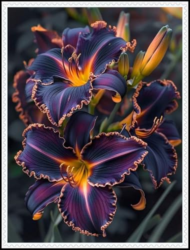 Taglilien-Rhizom/Schnellwachsend/Natürliches Wachstum/Kälte- und dürreresistent -5 Rhizom-C von KEDROKJB