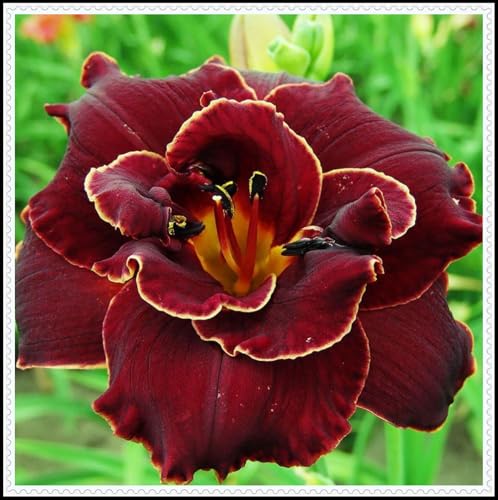 Taglilien-Rhizom/Schnellwachsend/Natürliches Wachstum/Kälte- und dürreresistent -8 Rhizom-D Taglilien-Rhizom/Schnellwachsend/Natürliches Wachstum/Kälte- und dürreresistent -8 Rhizom-D von KEDROKJB