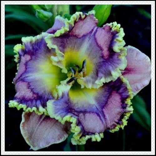 Taglilien-Rhizom/Schnellwachsend/Natürliches Wachstum/Kälte- und dürreresistent -8 Rhizom-E Taglilien-Rhizom/Schnellwachsend/Natürliches Wachstum/Kälte- und dürreresistent -8 Rhizom-E von KEDROKJB