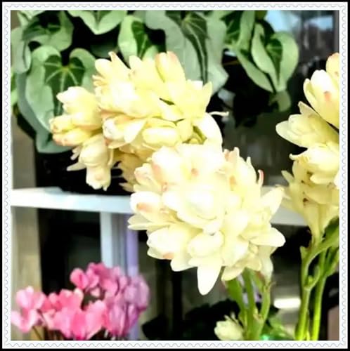 Tuberose-Rhizom/Kälte- und dürreresistent/Schnellwachsend/Natürliches Wachstum -4 Rhizom-G von KEDROKJB