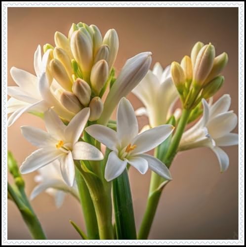Tuberose-Rhizom/Kälte- und dürreresistent/Schnellwachsend/Natürliches Wachstum -6 Rhizom-B Tuberose-Rhizom/Kälte- und dürreresistent/Schnellwachsend/Natürliches Wachstum -6 Rhizom-B von KEDROKJB