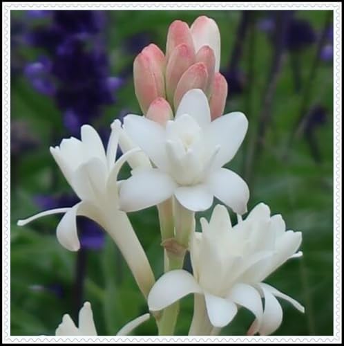 Tuberose-Rhizom/Kälte- und dürreresistent/Schnellwachsend/Natürliches Wachstum -8 Rhizom-H Tuberose-Rhizom/Kälte- und dürreresistent/Schnellwachsend/Natürliches Wachstum -8 Rhizom-H von KEDROKJB