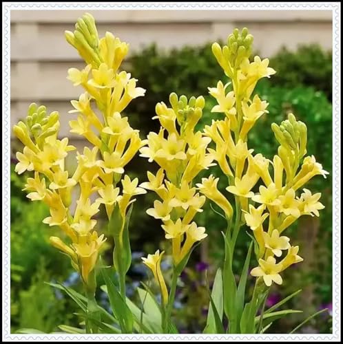 Tuberose-Rhizom/Natürliches Wachstum/Kälte- und dürreresistent/Schnellwachsend-4 Rhizom-H Tuberose-Rhizom/Natürliches Wachstum/Kälte- und dürreresistent/Schnellwachsend-4 Rhizom-H von KEDROKJB