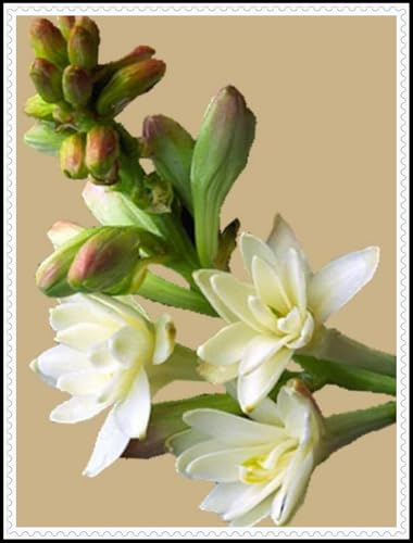 Tuberose-Rhizom/Natürliches Wachstum/Kälte- und dürreresistent/Schnellwachsend-8 Rhizom-E Tuberose-Rhizom/Natürliches Wachstum/Kälte- und dürreresistent/Schnellwachsend-8 Rhizom-E von KEDROKJB