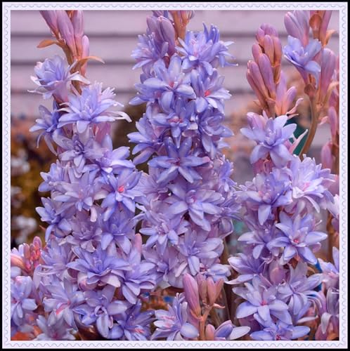 Tuberose-Rhizom/Schnellwachsend/Natürliches Wachstum/Kälte- und dürreresistent -6 Rhizom-B Tuberose-Rhizom/Schnellwachsend/Natürliches Wachstum/Kälte- und dürreresistent -6 Rhizom-B von KEDROKJB