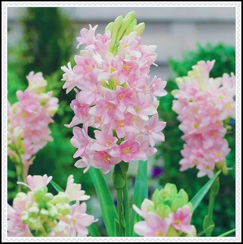 Tuberose-Rhizom/Schnellwachsend/Natürliches Wachstum/Kälte- und dürreresistent -6 Rhizom-G Tuberose-Rhizom/Schnellwachsend/Natürliches Wachstum/Kälte- und dürreresistent -6 Rhizom-G von KEDROKJB
