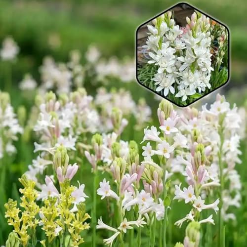 Tuberose-Rhizom/Schnellwachsend/Natürliches Wachstum/Kälte- und dürreresistent -6 Rhizom-H Tuberose-Rhizom/Schnellwachsend/Natürliches Wachstum/Kälte- und dürreresistent -6 Rhizom-H von KEDROKJB