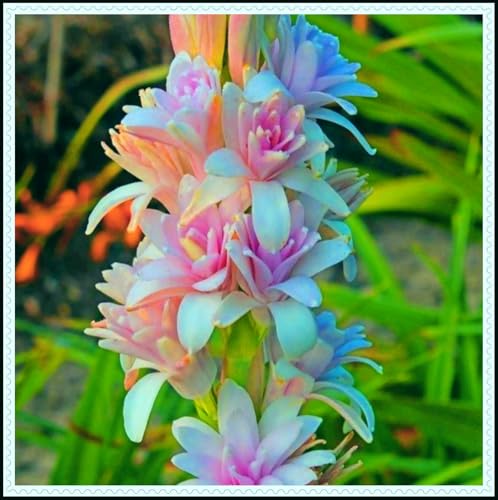 Tuberose-Rhizom/Schnellwachsend/Natürliches Wachstum/Kälte- und dürreresistent -8 Rhizom-C Tuberose-Rhizom/Schnellwachsend/Natürliches Wachstum/Kälte- und dürreresistent -8 Rhizom-C von KEDROKJB