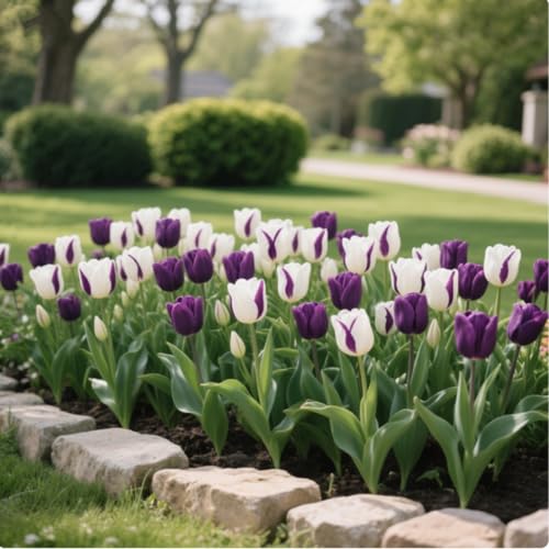 Tulpen-Rhizome/Kälte- und dürreresistent/Schnellwachsend/Natürliches Wachstum -6 Rhizome-H Tulpen-Rhizome/Kälte- und dürreresistent/Schnellwachsend/Natürliches Wachstum -6 Rhizome-H von KEDROKJB