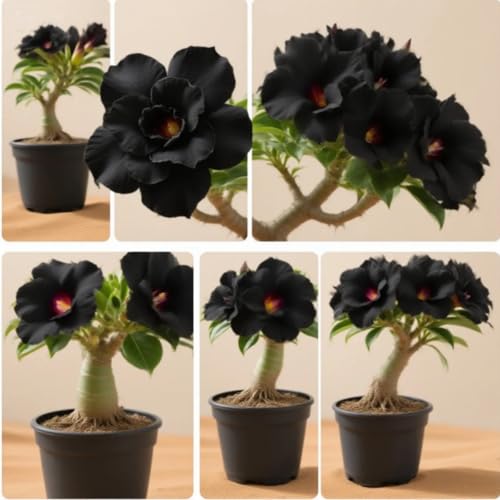 Wüstenrosen-Rhizome/Kälte- und dürreresistent/Schnellwachsend/Natürliches Wachstum -1 Rhizome-H Wüstenrosen-Rhizome/Kälte- und dürreresistent/Schnellwachsend/Natürliches Wachstum -1 Rhizome-H von KEDROKJB