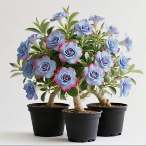 Wüstenrosen-Rhizome/Kälte- und dürreresistent/Schnellwachsend/Natürliches Wachstum -2 Rhizome-D Wüstenrosen-Rhizome/Kälte- und dürreresistent/Schnellwachsend/Natürliches Wachstum -2 Rhizome-D von KEDROKJB