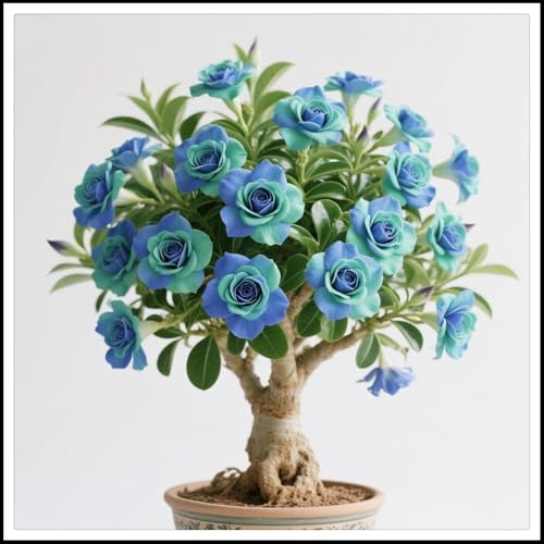 Wüstenrosen-Rhizome/Natürliches Wachstum/Kälte- und dürreresistent/Schnellwachsend-2 Rhizome-A Wüstenrosen-Rhizome/Natürliches Wachstum/Kälte- und dürreresistent/Schnellwachsend-2 Rhizome-A von KEDROKJB