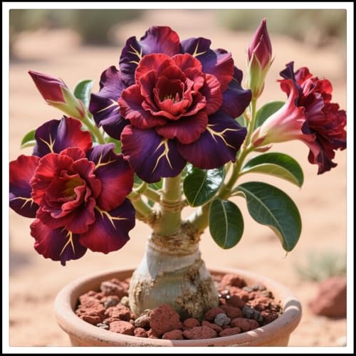 Wüstenrosen-Rhizome/Natürliches Wachstum/Kälte- und dürreresistent/Schnellwachsend-2 Rhizome-C Wüstenrosen-Rhizome/Natürliches Wachstum/Kälte- und dürreresistent/Schnellwachsend-2 Rhizome-C von KEDROKJB