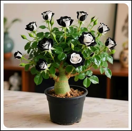 Wüstenrosen-Rhizome/Natürliches Wachstum/Kälte- und dürreresistent/Schnellwachsend-2 Rhizome-H Wüstenrosen-Rhizome/Natürliches Wachstum/Kälte- und dürreresistent/Schnellwachsend-2 Rhizome-H von KEDROKJB