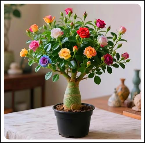 Wüstenrosen-Rhizome/Schnellwachsend/Natürliches Wachstum/Kälte- und dürreresistent-1 Rhizome-A von KEDROKJB