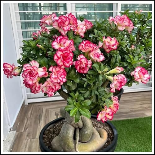 Wüstenrosen-Rhizome/Schnellwachsend/Natürliches Wachstum/Kälte- und dürreresistent-2 Rhizome-D von KEDROKJB