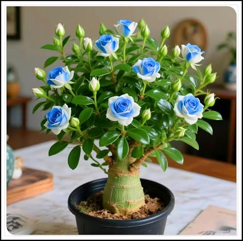 Wüstenrosen-Rhizome/Schnellwachsend/Natürliches Wachstum/Kälte- und dürreresistent-3 Rhizome-C Wüstenrosen-Rhizome/Schnellwachsend/Natürliches Wachstum/Kälte- und dürreresistent-3 Rhizome-C von KEDROKJB