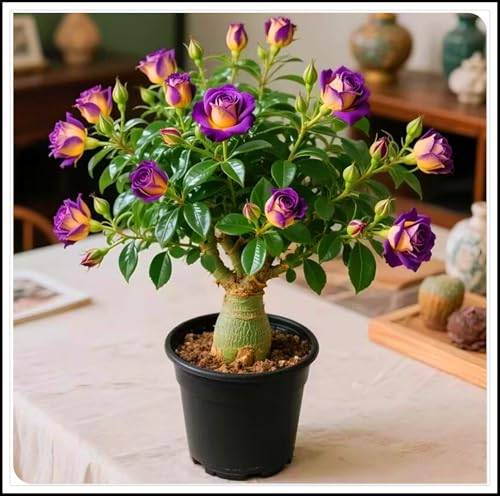 Wüstenrosen-Rhizome/Schnellwachsend/Natürliches Wachstum/Kälte- und dürreresistent-5 Rhizome-F Wüstenrosen-Rhizome/Schnellwachsend/Natürliches Wachstum/Kälte- und dürreresistent-5 Rhizome-F von KEDROKJB