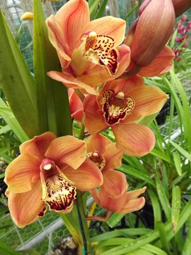 Cymbidium-Zwiebeln Winterhart Cymbidium orchidee pflanze Gartendekoration Winterhart zwiebeln von KEHTU