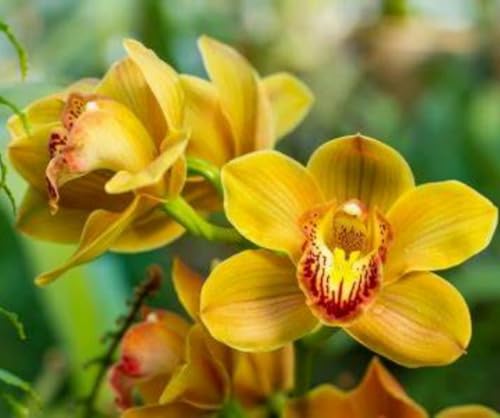 Cymbidium-Zwiebeln Winterhart zwiebeln Winterhart Cymbidium orchidee pflanze Gartendekoration von KEHTU